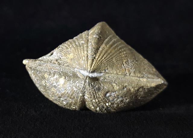 Paraspirifer bownockeri (STEWART 1927) - Bild © FossNet FossilienStore